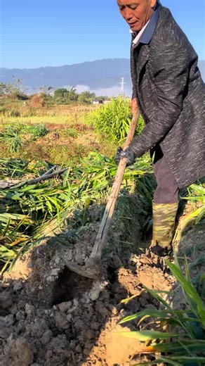Effective Root Harvesting Techniques