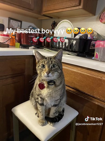 #catdad #hospice