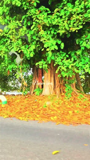 Lovely 😍 view of beach ⛱️ #beach #view #ocean #nature #beauty #samoa