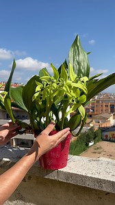 Orquídea Coelogyne Pandurata | Jimmy mis orquideas