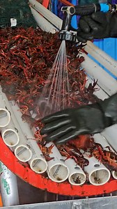 2.8K views · 27 reactions | Prepping for our favorite kind of party at La Pavilion. Nothing beats a crawfish boil on the river! | Creative Cajun Cooking, Inc. | Facebook