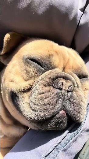 A day in the life of my French bulldog 🐾 #dog #frenchie #frenchbulldog #sleepydog #frenchbulldogs