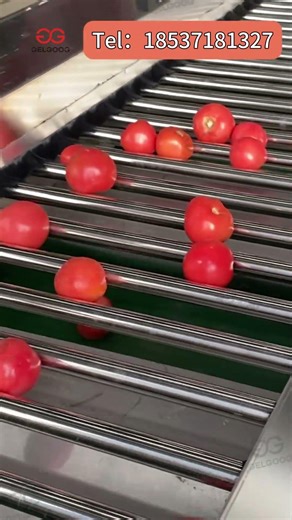 How Are Tomatoes Automatically Sorted by Size? An Inside Look at a Roller Grader