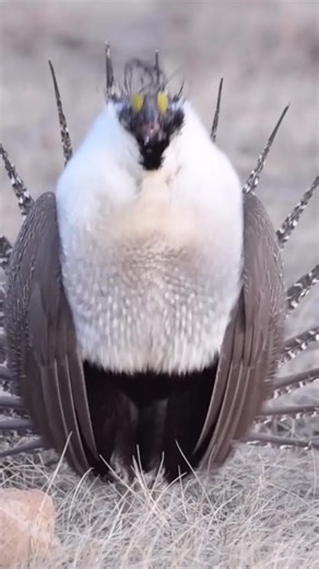 The Greater Sage-Grouse pops his brightly colored air-sac to create a noise that can travel nearly 2 miles to attract a female 🐦 #matingdisplay