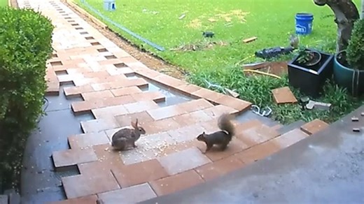 1.5K views · 37 reactions | The showdown we've been waiting for. A homeowner caught a playful fight between two furry creatures. See the adorable showdown here. | Southern Kitchen | Facebook