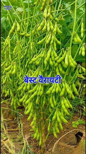 Soybean Top 5 Variety ||Soyaben Best Variety 2026 ||Soybean Farming ||Best Variety of Soybean ||
