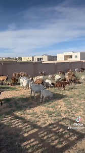 Incredible transformation!! #goats #goatscaping #goatgrazing #grazinggoats #contractgrazing #contractgoatgrazing #targetedgrazing #targetedgoatgrazing #grazingsystems #prescibedgrazing #prescribedgoatgrazing #systemsgrazing #rentagoat #yardmaintenance #weedremoval #firefuelreduction #brushremoval #thegoatguy #goatguy #newmexico #bosque #newmexico #cowboymax | Galloping Goat Pumpkin Patch