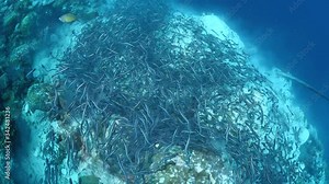 convict blenny digging the sand to maka a place underwater fish school together ocean scenery wildlife