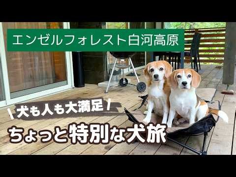 【犬連れ旅行】夏の高原リゾートで贅沢な1泊｜プライベート空間でドッグラン・BBQ・サウナを満喫してきました【エンゼルフォレスト白河高原】