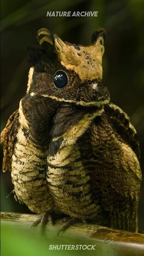 Great Eared Nightjar 🦉 The Dragon Bird