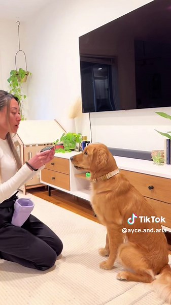 A perfect trick for lazy dog parents! How to Teach Your Dog to Fetch a Remote Reusable training pouch from @voilapets High reward freeze dried treats from @BIXBIPet Steps: 1. Grab a training pouch and some high reward treats. 2. Teach your dog to “hold” a remote. It’s helpful if your dog already understands the “hold it” command, but it is helpful to practice this when starting with a new object. 3. Place the remote on the floor and teach your dog to grab it and hand it to you. 4. Place the remo