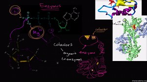 Enzyme cofactors and coenzymes