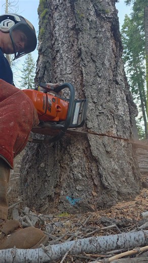 661 laying down some wood chips at 6500 elevation imagine if I got to cut at sea level 😳 trees would stand no chance #ProfessionalLogging #ChainsawWork #PrecisionFalling #LoggerLife #Timber
