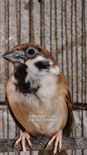 Pure Outdoor Ambience: High-Frequency Sparrow Sound Therapy #shorts
