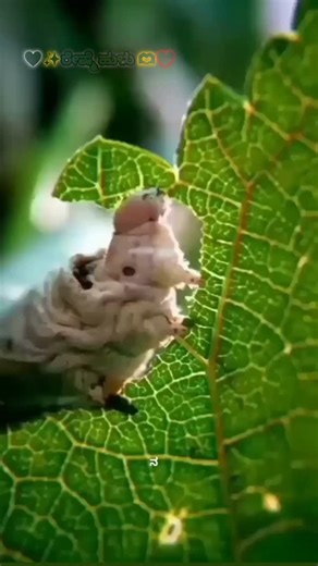 Someshs Gowda on Instagram: "🤍💚❤️"