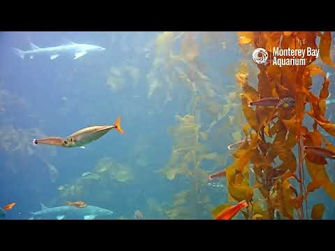 You've got a frond in the Kelp Forest Cam! | Monterey Bay Aquarium Live Kelp Forest Cam
