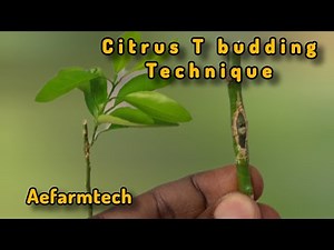 Citrus T-Budding Tutorial | Step-by-Step Guide to Successful Citrus Propagation