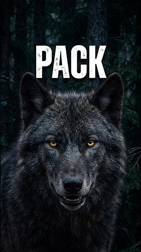 The Wolf Pack's Hunt: Coordination & Loyalty in the Forest | Pack Predator Documentary