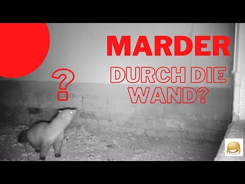 Marder mit dem Kopf durch die Wand?