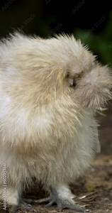 Chinese Silkie Chicken is a breed of chicken named for its atypically fluffy plumage, which is said to feel like silk and satin. High definition shot at 4K, Vertical video footage.