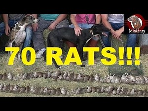 70 RATS! NEW RECORD!!! Mink and Dogs Eradicate Rats.