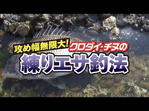 Infinite attacking possibilities! Fishing with kneaded bait for black porgy and black porgy