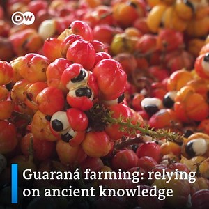 1.9K views · 62 reactions | The Sateré-Mawé people grow the Guaraná plant using traditional methods in the Amazon basin. They are hoping others will follow their example and prevent further damage to the rainforest. | DW Environment | Facebook