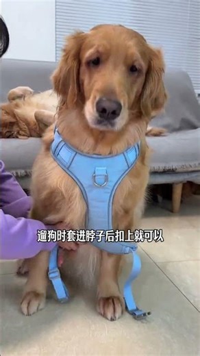 There is actually this kind of double-buckle back clip traction rope, which makes walking the 🎹 P277