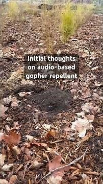 Audio-based gopher repellent (initial thoughts)