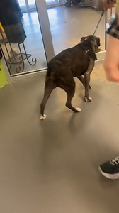 Roxy is back from foster care and ready to find her forever home! She would prefer for a pizza lover to apply! ❤️🍕 | Montgomery Humane Society Adoptable Pets