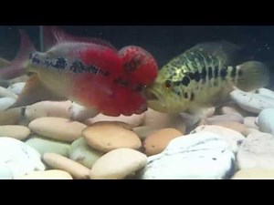 SRD Flowerhorn Vs Jaguar Cichlid
