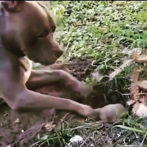 176K views · 3.3K reactions | #volumeup #dritasvoiceovertime 藍藍藍 #gangsta #gopher who got these type of problems? Poor #dog #digging #money #escape #plan always the Lil guy.. #explicit #language #ladybosstv #funny | Drita DAvanzo | Facebook