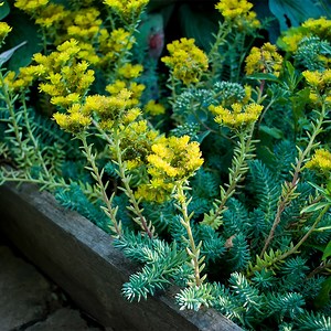 Blue Spruce Sedum, Stonecrop | High Country Gardens