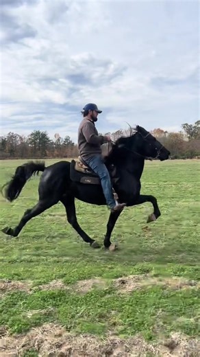 JacobParksGaitedHo... A single footing fool #juniorhorse #naturalability #equine #horsesoftiktok #needforspeed