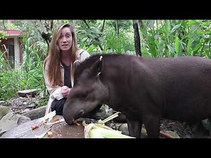 Tropical Trivia Tapir