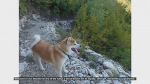 Akita Dog Breed Review: Loyalty, Strength, and Care Tips
