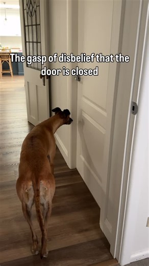 Emma Graf | Miss Poppy the Grey on Instagram: "The sassy has arrived! 💁‍♀️ When we adopted Poppy a year and half ago she was so shy and reserved. Flash forward to these past couple months and she’s really speaking her mind 😆 and I’m here for 💁‍♀️🥰 #greyhound #dogsdoingthings #divadogs"