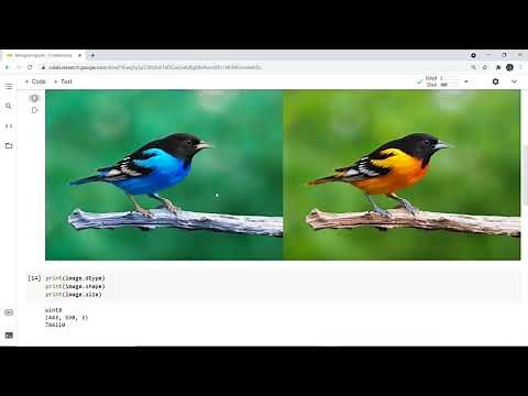 Basic Open-CV, Google Colab, and Histogram of image in Python | Image Processing Python Histogram