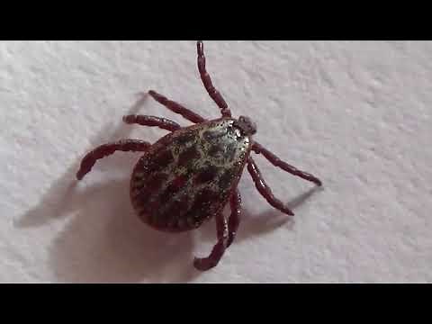 Tick Dermacentor - Dangerous Ticks Running & Jumping Under Microscope