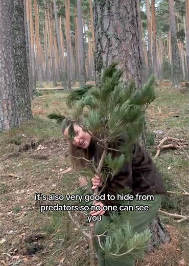 Exploring Nature with Camouflage and Walking Sticks