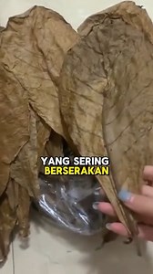 9.9K reactions · 642 shares | komen MAU untuk belajar cara ekspor GRATISNYA!! #beraniexport #eksporprodukindonesia #bimbinganekspor #kelaeseksporgratis #daunketapang | Berani export | Facebook