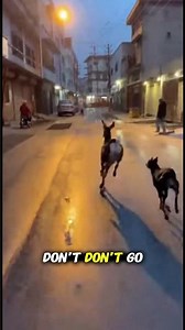 Deer Sprints Through City Street With Three Dogs Chasing at Full Speed