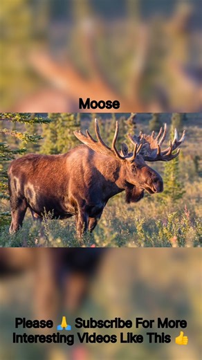 Things That Are Bigger Than You Think 😳