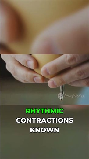 How eggs travel down your esophagus: Peristalsis!