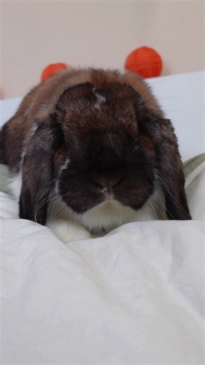 My perfect little Coco 🐰🥥🫶🏻 #cutepets #cutebunnies #cocoandpeach #bunny #bunnytok