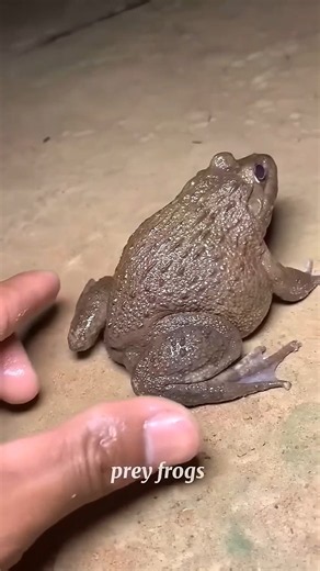 🐸🐸Catch big frogs Funny। Try don't laugh। wepwep catching frogs make you laugh# Shortsviral