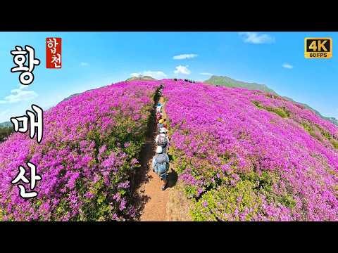 끝없이 펼쳐진 철쭉의 바다🌺황매산부터 감암산까지 완벽한 원점회귀 코스! (순결바위/득도바위/돛대바위/별빛✨언덕/칠성바위/하트♥️바위/누륵덤/거북🐢바위) 볼거리가 끝이 없어요.😍