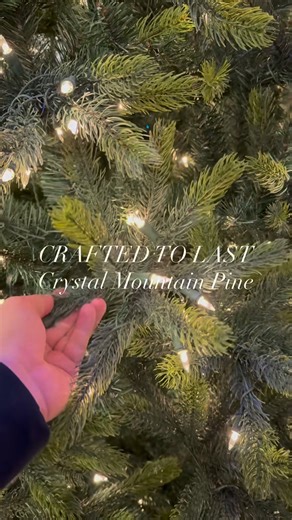 1.5K views · 17 reactions | A traditional tree with bold structure and beautiful shape — the Crystal Mountain Pine stands out for all the right reasons. #stnickschristmas #christmastree #featuretree | St. Nicks Christmas and Collectibles | Facebook