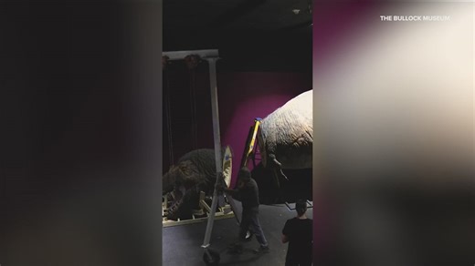 New T. rex exhibit opening at Bullock Texas State History Museum