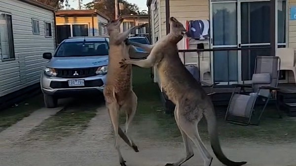 Kangaroos box each other in intense showdown at caravan park